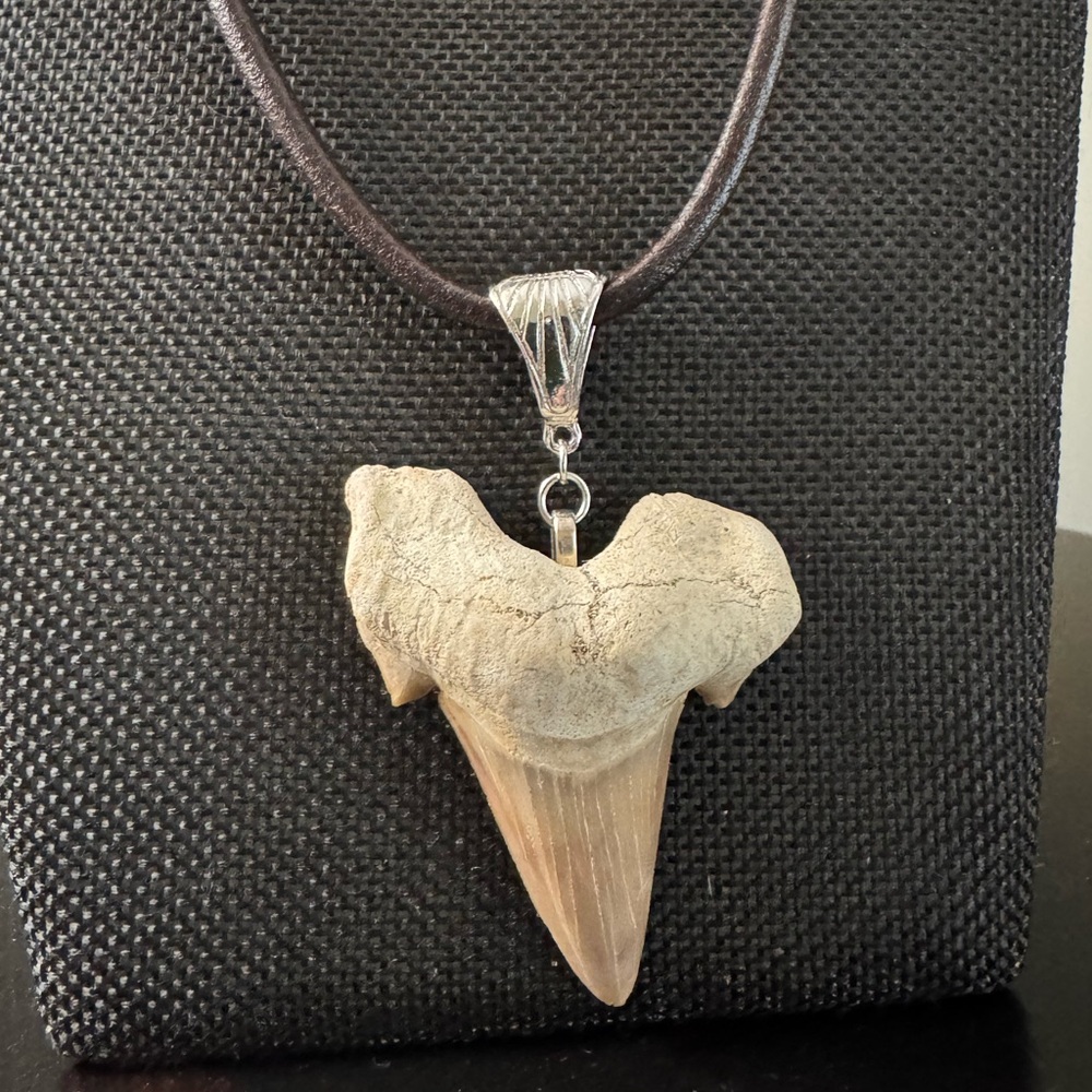 Authentic Shark Tooth Pendant Necklace on Brown Leather Cord - Picture 4 of 6